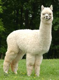 Pin By Ezz Rockie S On Penyimpanan Saya In 2020 Alpaca Llama Cute Alpaca