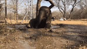 Adorable baby elephant stampede is a sight to behold. Orphaned Elephant Mopane Enjoying A Mud Bath Gif By Pm Me Steam K3ys Gfycat