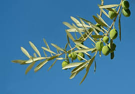 Extraction De L Huile D Olive Wikiwand