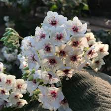 Image result for Dombeya shupangae