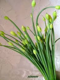 Image result for kau choy