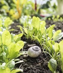 Mit diesen tipps bekämpfen sie stechmücken und halten die insekten von haus und garten fern. Wolf Garten Biologische Schneckenbekampfung