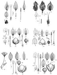 Image result for Convolvulus farinosus