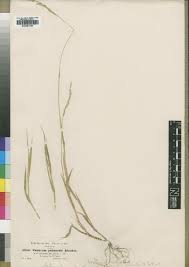 Image result for Brachiaria subulifolia