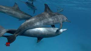 Males become sexually mature at about 10 to 13 years and 2.4 to 2.6 m (8 to 8.5 ft.). Dolphins Mating Season Youtube