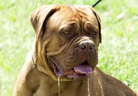 The mastiff is truly a giant among dogs. Mastiff Drool Control Helpful Tips To Clobber The Slobber