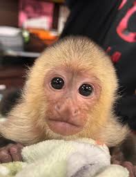 Donation Request for DeYoung Family Zoo in Menominee