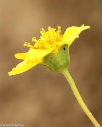 Image result for Guizotia