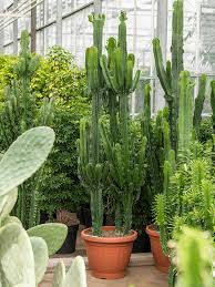 Image result for Euphorbia eranthes