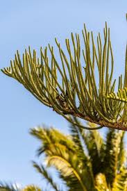 Image result for Araucariaceae