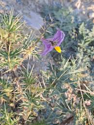 Image result for Solanum torreanum