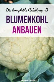 Blumenkohl Brokkoli Pflanzen Anbauen Und Ernten Die Komplette Anleitung Wurzelwerk Brokkoli Pflanzen Blumenkohl Pflanzen Pflanzen