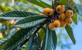 Georgia has been known for many years as the peach state, because of the ideal adaptation of the oriental peach tree to the georgia. Campbell Vaughn Here S The Low Down On Loquat Lifestyle The Augusta Chronicle Augusta Ga