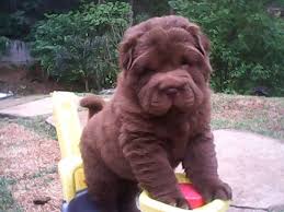 Chocolate Bear Coat Shar Pei Puppy Shar Pei Puppies Baby Animals Chinese Shar Pei