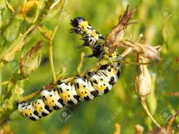 Bryan, texas, october 2, 2009. Rearing Up Yellow Black And White Caterpillar On A Stem Macro Stock Photo Picture And Royalty Free Image Image 60583396
