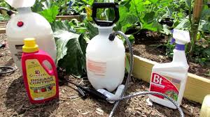Preventing Insect Fungal Damage On Cucumbers Squash Zucchini Types Of Sprays Journal Routine Youtube