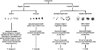 Basic Malaria Microscopy Part I And Ii Learning Unit 8