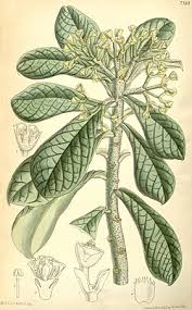 Image result for Synadenium cupulare