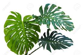 Live 4 monstera deliciosa the split leaf philodendron swiss cheese perfect starter house plant + free 4 plastic plant pot and care guide plantswilde 5 out of 5 stars (1,068) Large Green Leaves Of Monstera Or Split Leaf Philodendron Monstera Deliciosa The Tropical Foliage Plant Growing In Wild Isolated On White Background Clipping Path Included Stock Photo Picture And Royalty Free Image Image