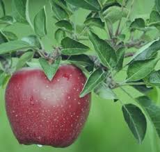 Maybe you would like to learn more about one of these? 15 Manfaat Daun Apel Untuk Kesehatan