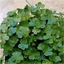 Image result for Hydrocotyle sibthorpioides