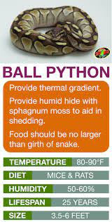 Ball Python Care Sheet Learn The Basics Of Ball Python Habitat Setup And Care Needs Before Bringing Home Your Ball Python Care Ball Python Ball Python Morphs