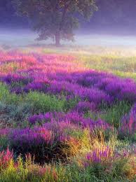 Loosestrife Troy Meadows New Jersey Photo Via Beautiful Nature Nature Beautiful Landscapes