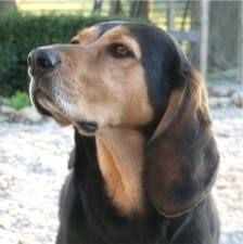 Black And Tan Coonhound Puppies For Sale In Virginia Black And Tan Virginia Foxhound Dogs Puppies For Sale Hound Dog Breeds Coonhound The Fox And The Hound