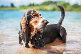Image result for basset hound