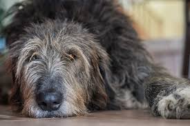 If you have noticed your companion is ill, it is understandably a cause for concern. What Can I Give My Dog For A Urinary Tract Infection Clemmons Vet Uti In Dogs