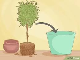 Having said that, ficus benjamina roots can easily crimp and squash plastic pepes. How To Repot A Ficus Tree 13 Steps With Pictures Wikihow