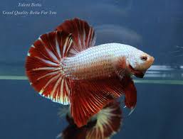 Pin By Chee Chang On Betta Fish The Live Art 2019 Betta Fish Fish Pet Betta