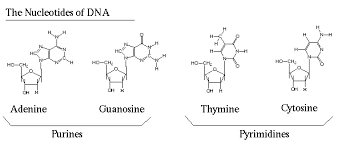 The Basic Building Block Of Dna Is Called A Nucleotide A Nucleotide Is Made Up Of One Sugar Molecule One Phosphate Mol Molecule Tattoo Dna Structural Formula