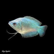 The minimum tank size suitable for the neon blue dwarf gourami is 15 gallons. Buy Cobalt Blue Dwarf Gourami Female Fast Professional Service
