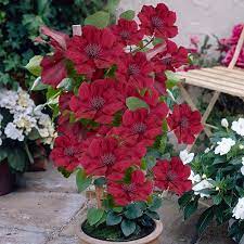 5 ways to use compact clematis. Patio Clematis Nubia Boulevard Yougarden