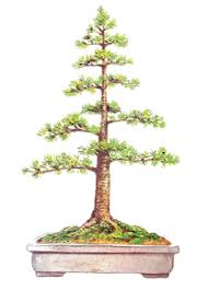 Sketsa Bonsai Serut Tegak Lurus Cahunit Com