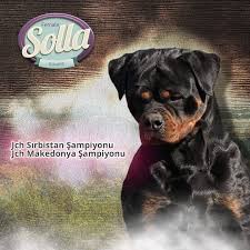Terrierairedale Satilik Yavru Istanbul