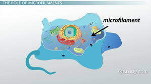 Cells in culture usually proliferate following a standard growth pattern. Microfilaments Definition Function Structure Video Lesson Transcript Study Com