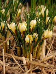 Image result for Pycreus chrysanthus