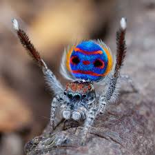 Watch and create more animated gifs like peacock spider dances to ymca at gifs.com. Beauty In The Deepest Dark Peacock Spiders Seduce Females Using Super Black Patterns By Ivan Magalhaes Arachnofiles Medium