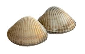 Dès que vous aurez dans votre panier 35 € de produits de les amandiers de tintin, la participation aux frais de livraison ne sera plus que de 2,90 €. Cuisson Des Coques Decouvrez Comment Cuisiner Ce Delicieux Coquillage