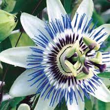 Pin On Botanical Nature Love