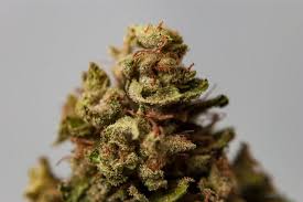 Check spelling or type a new query. 8 Of The Most Popular Maryland Weed Strains Leafbuyer