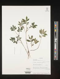 Image result for Elatostema monticola