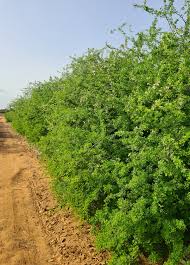 Image result for Acacia mellifera