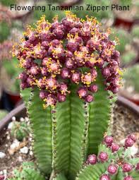 Image result for Euphorbia plenispina