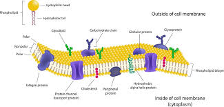 As mentioned, these phospholipids consist of two distinct parts including the hydrophilic head, the part that contains. Cell Membrane The Definitive Guide Biology Dictionary