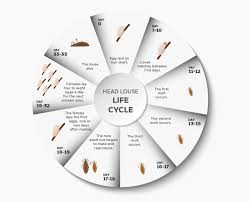 Image result for lice life cycle