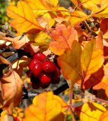 Image result for Sorindeia rhodesica