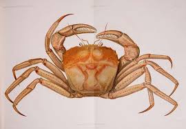 Image result for Brachychloa